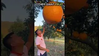 Other Giant Fruit VS The last One #shorts  #edit #skulledit #fruit
