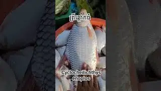 Cyclocheilichthys enoplos Fish #shorts #fish #bigfish
