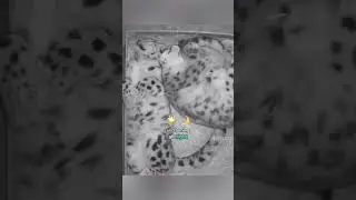 A Snow Leopard Love Story: A Dad&rsquo;s Incredible Care for a Pregnant Mom. #shorts #story #fact #educate