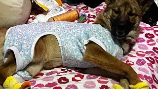 #shibainu /#germanshepherd #nightimeroutine 