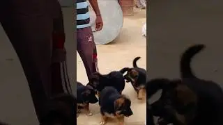 Understanding German Shepherd puppies are considered the best breed. #1million#song #germanshepheard
