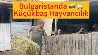 Bulgaristanda küçükbaş hayvancılık~Aile çiftliği #село #farming #köy #sheep #koyun #nature #animals
