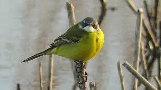 Cutrettola