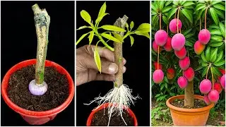Best & easiest method for grow mango plant at home || 100% success output process for planting