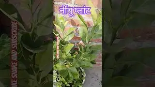 नींबू प्लांट मेरे गार्डन में #terracegardenindia #gardenplants #greenlove #nature #plantsofindia