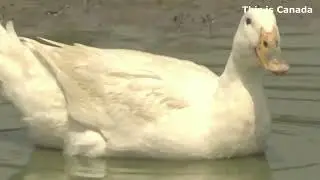 This ducks expression is simply priceless.