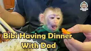 Baby Monkey Enjoy A Happy Dinner With Dad | Curious Monkey Family's Daily
