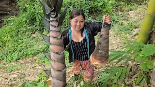 Mus lov ntsuag picking up bamboo หน่อไม้