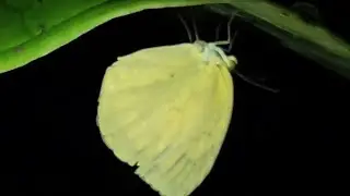 Eurema hecabe | Common grass yellow | Small pierid butterfly
