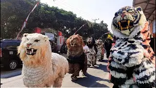 ASMR MACAN JAVA ❗❗ HEBOH TARIAN BARONGSAI ACARA KHITANAN  DRUMBAND KHITANAN DAN DRUMBAND AL AZHAR