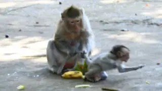 How Hurt of This Baby Is ! Mother Monkey Hard Warning Poor Baby,  Scared Escape and Cries Shaking
