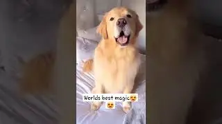 world's best magic subscribe and support #dog #labro #labrodog #goldenretriver
