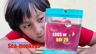 Hatching Sea-Monkeys  Episode 6