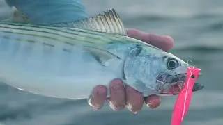 Hogy How To - Topwater Atlantic Bonito | Chug Popper #hogylures #hogyfishing