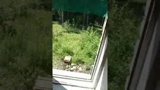 Зомби в страйкболе, zombie in airsoft