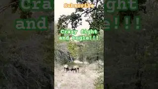 Elk fight | Loud bugle #elkhunting #elk #elkfighting #elkbugle #bugle #bugling #￼outdoors #hunting