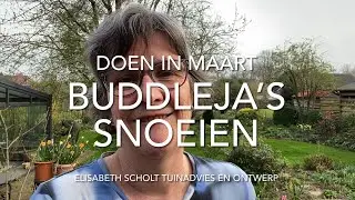 VLINDERSTRUIK (BUDDLEJA) SNOEIEN VOOR MEER BLOEMEN