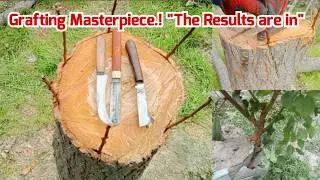 How to Grafting Apricot Tree ? (See Results) Bark Grafting Fruit Trees / Grafting Tips and tricks