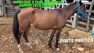 Sinais que a égua apresenta quando está prenha *Parte Pratica*