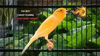 Your Canary Will Sing Along After Hearing This Song‼️Belgian Canary singing🐦