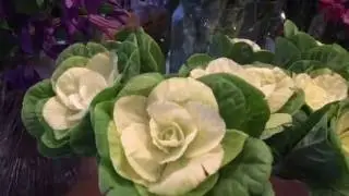 Highgate Flowers June 16