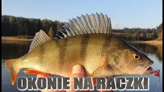 Łowienie okoni na raczki !