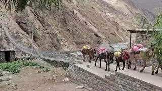 Men vs animal in upper dolpa (who is stronger ? )