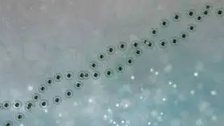 DNA Crystals | DNA Animation Microscopic Motion Graphics | Medical Science