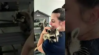 Pets I Visit as a Mobile Vet: Baby Raccoons!