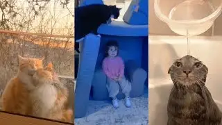 Cats Doing Crazy Things &ndash; Compilation 😹 2025, Part 3 🐾