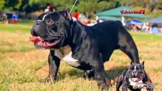 CashLine Kennels 