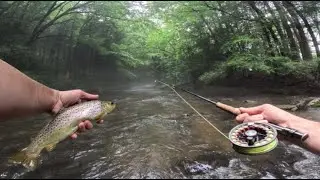 BIG Wild Brown Trout In A SMALL Creek!