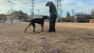 Duke WTOW (recall & leash foundation), load markers, name game 