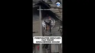 Firefighters rescue cat from house fire