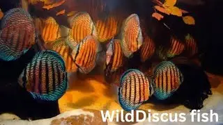 How to care wild Discus fish
