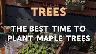 The Best Time to Plant Maple Trees