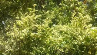Bees on Blueberry Ash