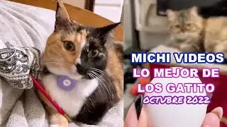 Michi Videos - Lo Mejor de los Gatito - Octubre