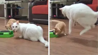 Kitten Loves Doing Surprise Attacks On The Older Cat !!