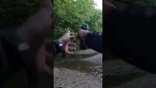 BB🔫#spanish #2025 #outdoors #shorts #nature #fun #viralvideo #viral #mexico #usa #funnyshorts#fire