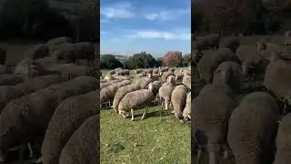 Karacabey Merinosu Bülent Atilla