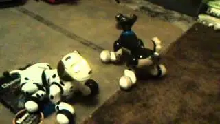 spin master zoomer shadow review part 3/3