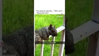 evil squirrel is back