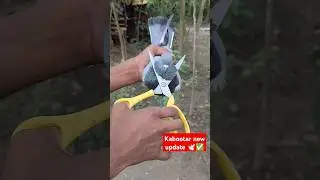 Kabootar short new update 🕊️❤️✅ #kabutar #viralshort #shortvideo #amar #new #vlogchannel 🕊️✅🕊️❤️❤️❤️