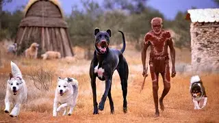 10 Existing Australian Dog Breeds