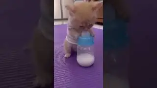 Baby cat #shorts #milkcoin