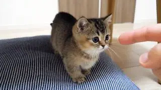 Here’s a kitten who got scolded even though he was just playing a little prank…