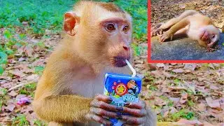 So lovely, king monkey Rojo sleeps waiting drink milk😅🥰