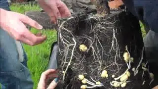 Quadgrow Root Veg Planter by Greenhouse Sensation