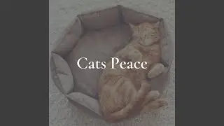 Cats Peace, Pt. 5